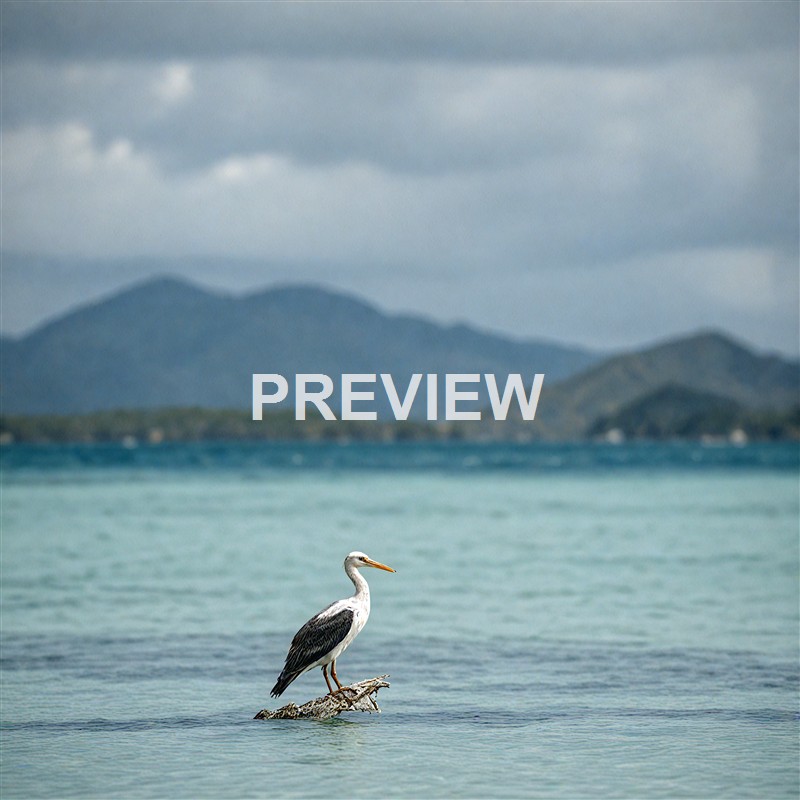 birds-in-island-comoros-f490a4_00002__result